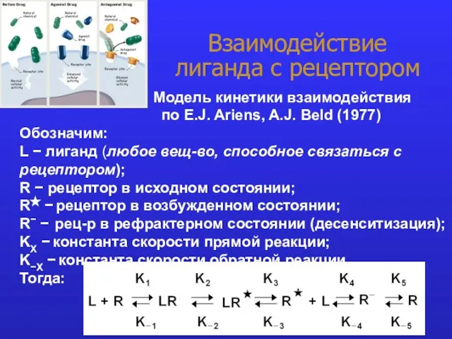 Взаимодействие лиганда с рецептором Модель кинетики взаимодействия по E.J. Ariens, A.J. Beld