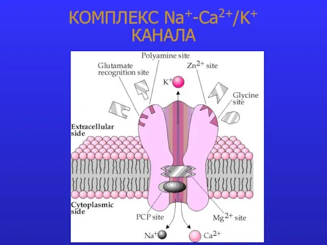 КОМПЛЕКС Na+-Ca2+/K+ КАНАЛА