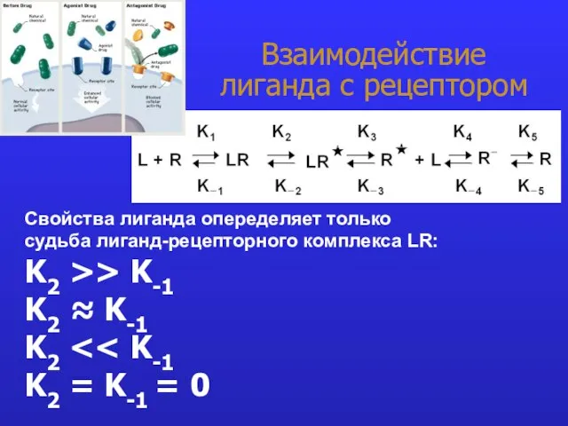 Взаимодействие лиганда с рецептором Свойства лиганда опеределяет только судьба лиганд-рецепторного комплекса LR: