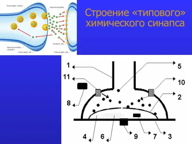 Строение «типового» химического синапса