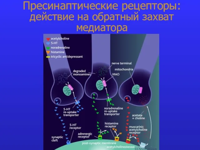 Пресинаптические рецепторы: действие на обратный захват медиатора