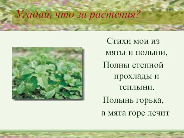 Угадай, что за растения? Стихи мои из мяты и полыни, Полны степной