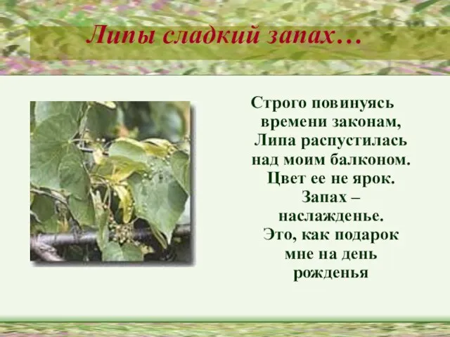 Липы сладкий запах… Строго повинуясь времени законам, Липа распустилась над моим балконом.