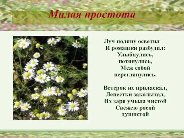 Милая простота Луч поляну осветил И ромашки разбудил: Улыбнулись, потянулись, Меж собой