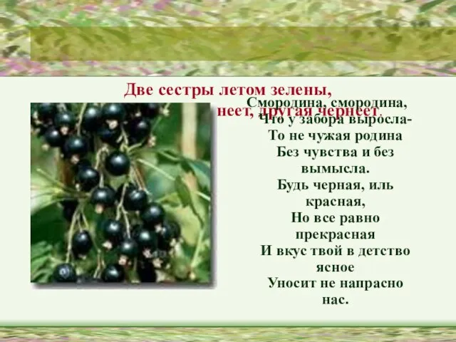 Две сестры летом зелены, К осени одна краснеет, другая чернеет. Смородина, смородина,