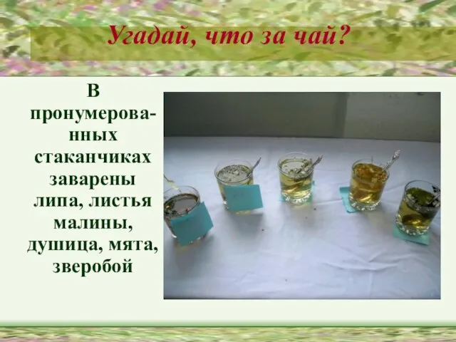 Угадай, что за чай? В пронумерова-нных стаканчиках заварены липа, листья малины, душица, мята, зверобой