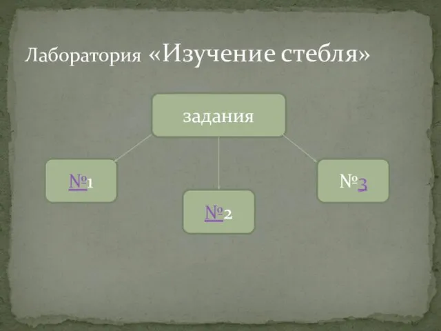 Лаборатория «Изучение стебля» задания №1 №2 №3