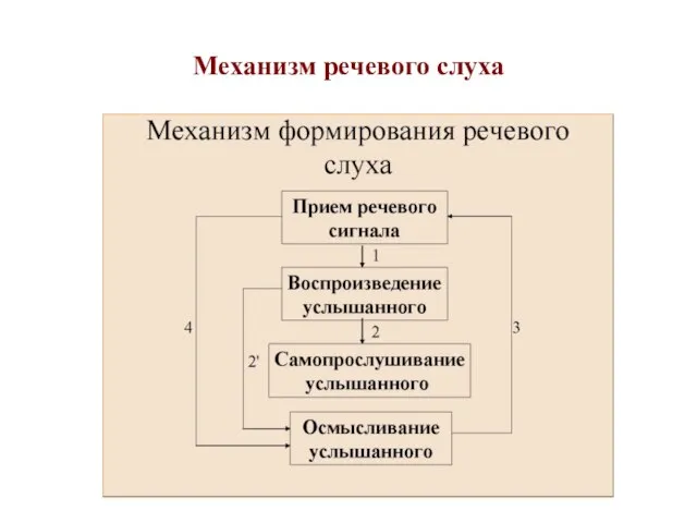 Механизм речевого слуха