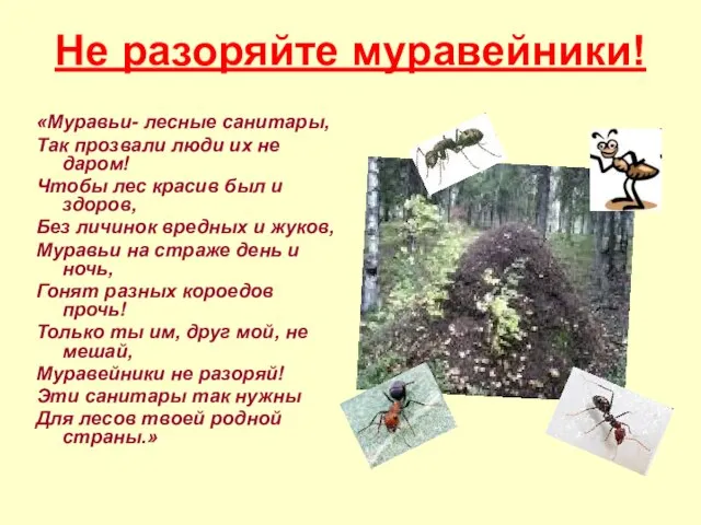 Не разоряйте муравейники! «Муравьи- лесные санитары, Так прозвали люди их не даром!