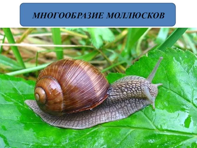 МНОГООБРАЗИЕ МОЛЛЮСКОВ