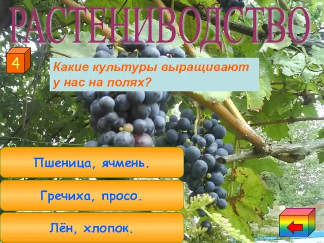 Пшеница, ячмень. Лён, хлопок. Гречиха, просо. 4 РАСТЕНИВОДСТВО Какие культуры выращивают у нас на полях?