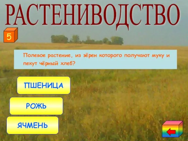 Полевое растение, из зёрен которого получают муку и пекут чёрный хлеб? РОЖЬ ПШЕНИЦА ЯЧМЕНЬ 5 РАСТЕНИВОДСТВО