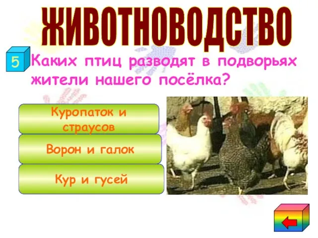 Каких птиц разводят в подворьях жители нашего посёлка? Кур и гусей Ворон