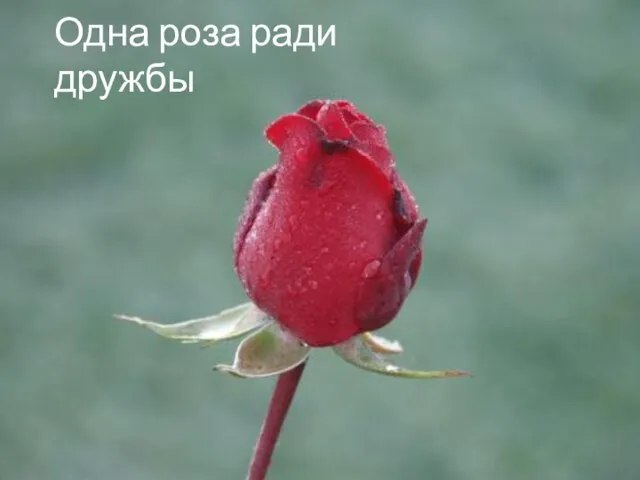 Одна роза ради дружбы