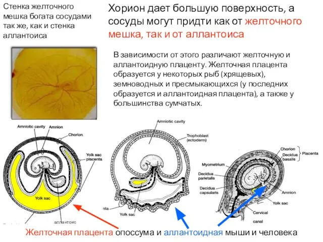 Стенка желточного мешка богата сосудами так же, как и стенка аллантоиса В