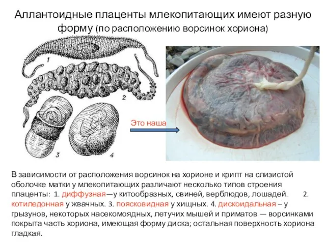 В зависимости от расположения ворсинок на хорионе и крипт на слизистой оболочке