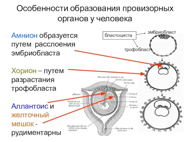 Особенности образования провизорных органов у человека Амнион образуется путем расслоения эмбриобласта Хорион