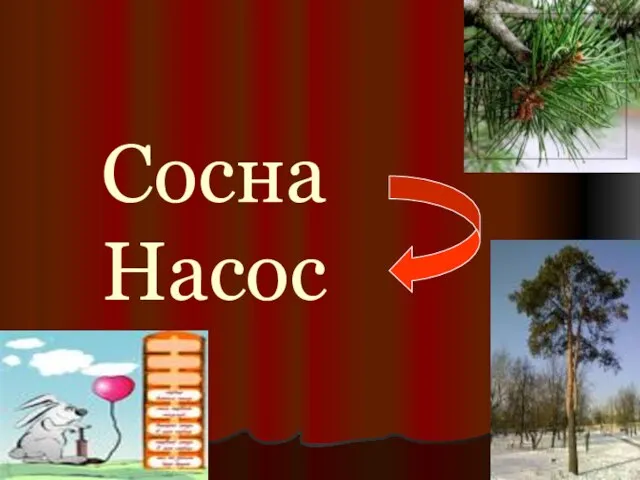 Сосна Насос