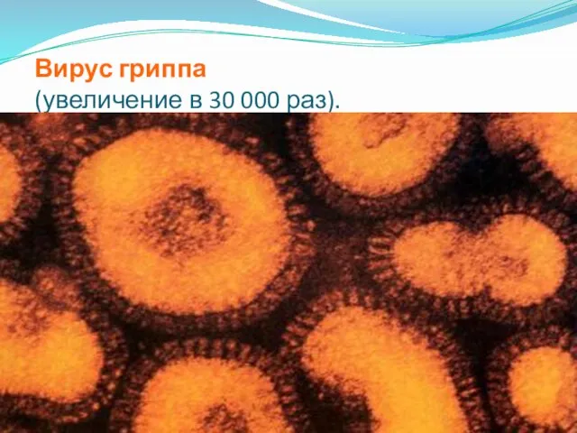 Вирус гриппа (увеличение в 30 000 раз).