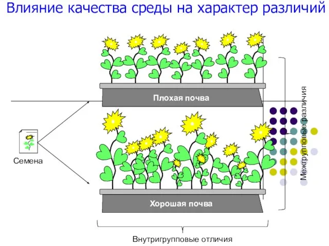 Хорошая почва Плохая почва Межгрупповые различия Внутригрупповые отличия Семена Влияние качества среды на характер различий