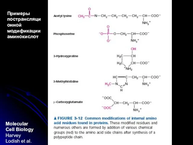 Molecular Cell Biology Harvey Lodish et al. Примеры пострансляционной модификации аминокислот