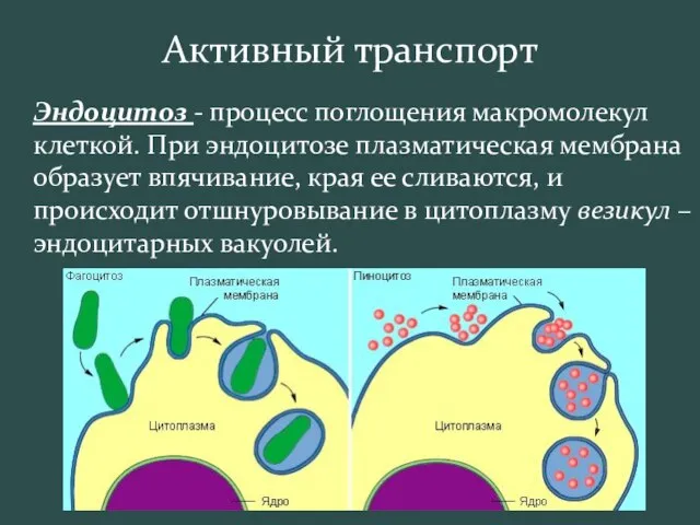 Активный транспорт Эндоцитоз - процесс поглощения макромолекул клеткой. При эндоцитозе плазматическая мембрана