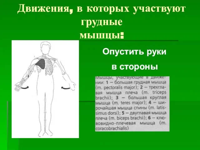 Движения, в которых участвуют грудные мышцы: Опустить руки в стороны