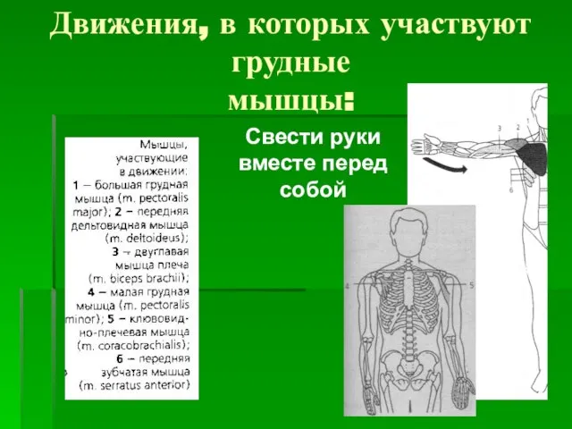 Движения, в которых участвуют грудные мышцы: Свести руки вместе перед собой