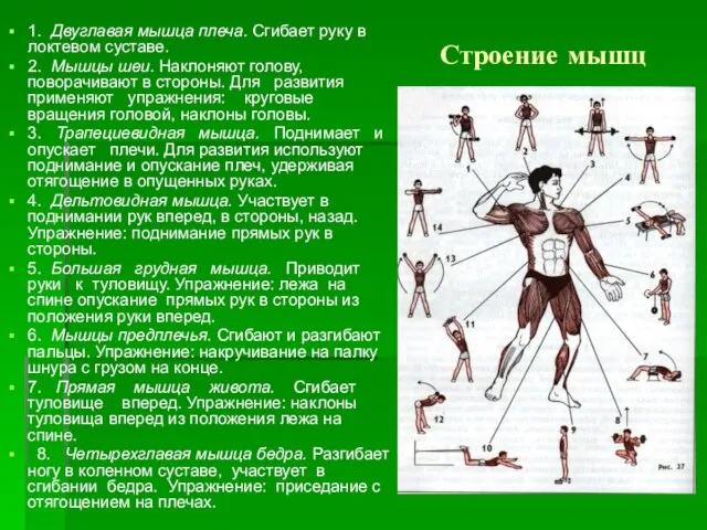 Строение мышц 1. Двуглавая мышца плеча. Сгибает руку в локтевом суставе. 2.