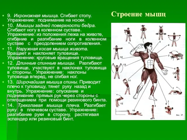 Строение мышц 9. Икроножная мышца. Сгибает стопу. Упражнение: поднимание на носки. 10.