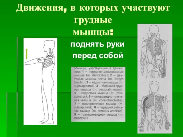 Движения, в которых участвуют грудные мышцы: поднять руки перед собой