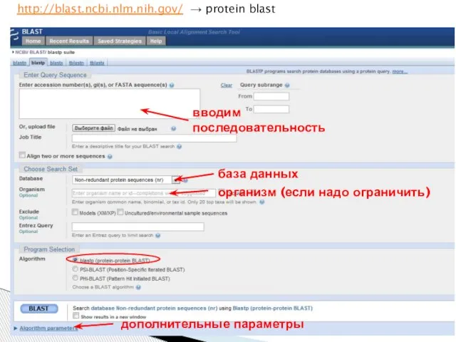 вводим последовательность база данных организм (если надо ограничить) дополнительные параметры http://blast.ncbi.nlm.nih.gov/ → protein blast