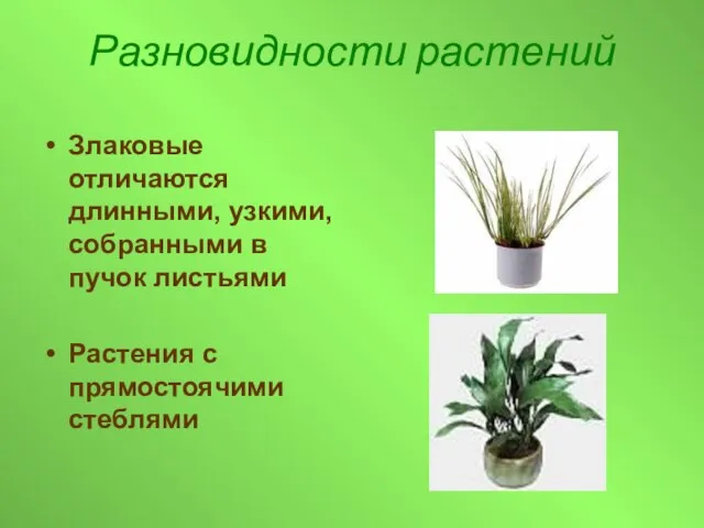 Разновидности растений Злаковые отличаются длинными, узкими, собранными в пучок листьями Растения с прямостоячими стеблями