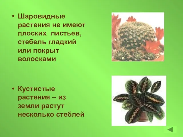 Шаровидные растения не имеют плоских листьев, стебель гладкий или покрыт волосками Кустистые