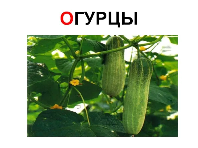 ОГУРЦЫ