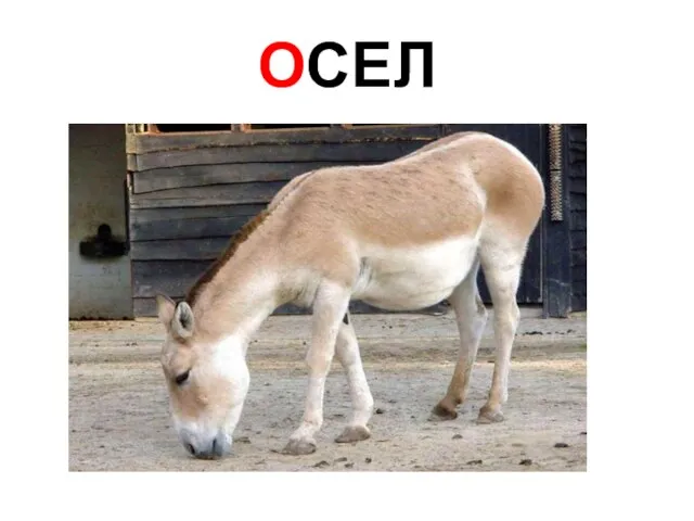 ОСЕЛ