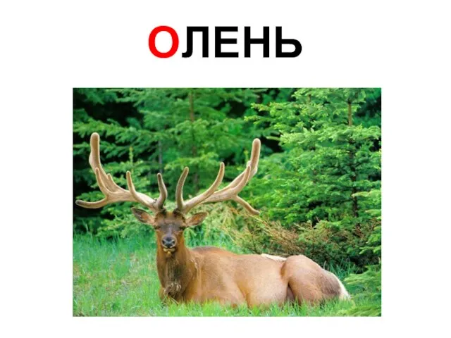 ОЛЕНЬ