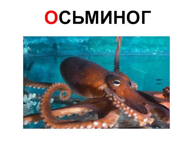 ОСЬМИНОГ