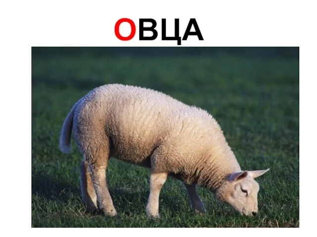 ОВЦА