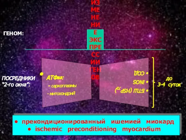 * ИЗМЕНЕНИЕ ЭКСПРЕССИИ ГЕНОВ прекондиционированный ишемией миокард ischemic preconditioning myocardium ПОСРЕДНИКИ “2-го