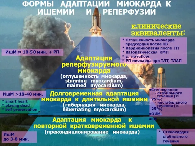 * ФОРМЫ АДАПТАЦИИ МИОКАРДА К ИШЕМИИ И РЕПЕРФУЗИИ ИшМ ≈ 10-50 мин.