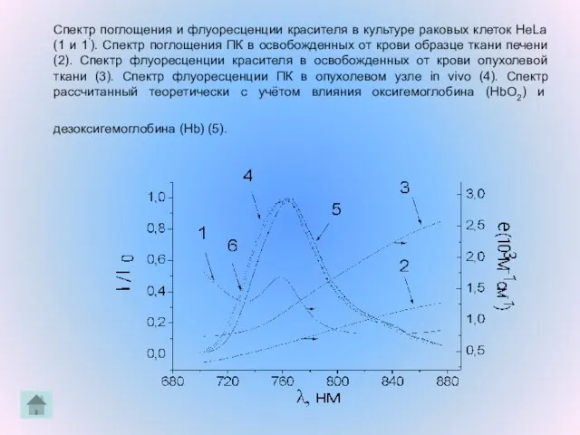 Спектр поглощения и флуоресценции красителя в культуре раковых клеток HeLa (1 и