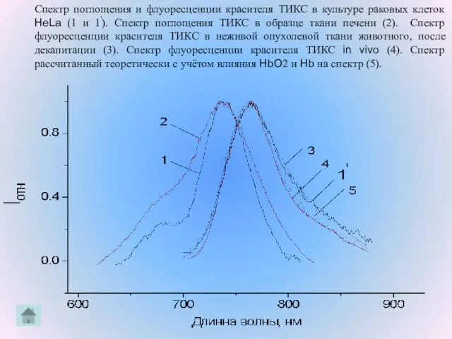 Спектр поглощения и флуоресценции красителя ТИКС в культуре раковых клеток HeLa (1