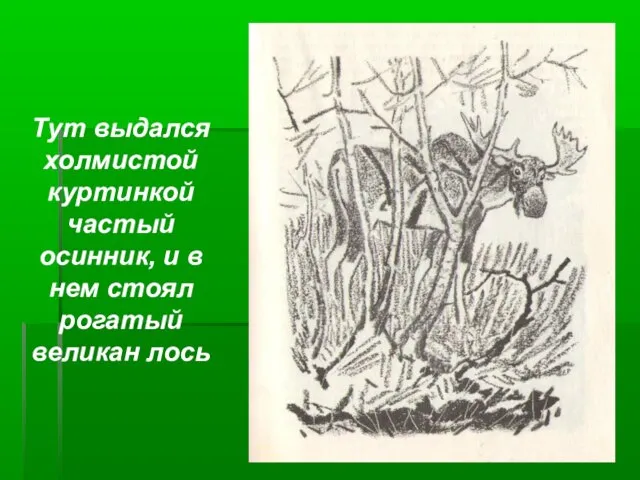 Тут выдался холмистой куртинкой частый осинник, и в нем стоял рогатый великан лось