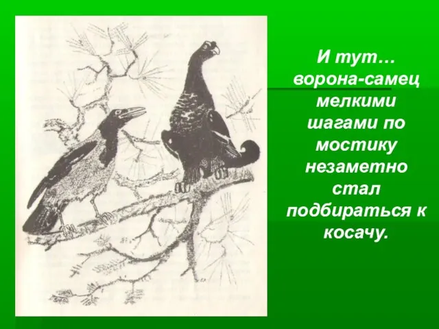 И тут… ворона-самец мелкими шагами по мостику незаметно стал подбираться к косачу.