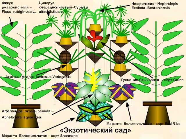 «Экзотический сад» Фикус ржаволистный – Ficus rubiginosa L. Циперус очереднолистный–Cyperus alternifolius L.