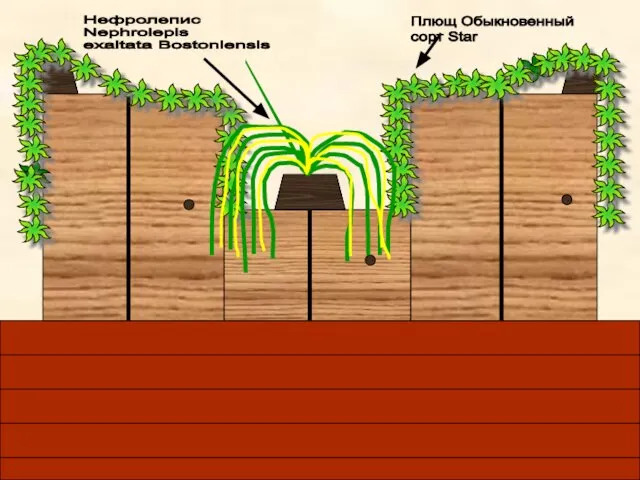 Плющ Обыкновенный сорт Star Нефролепис Nephrolepis exaltata Bostoniensis