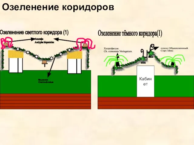 Озеленение коридоров