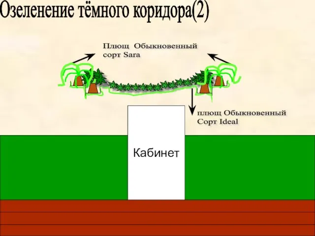 Озеленение тёмного коридора(2) Кабинет Плющ Обыкновенный сорт Sara плющ Обыкновенный Сорт Ideal