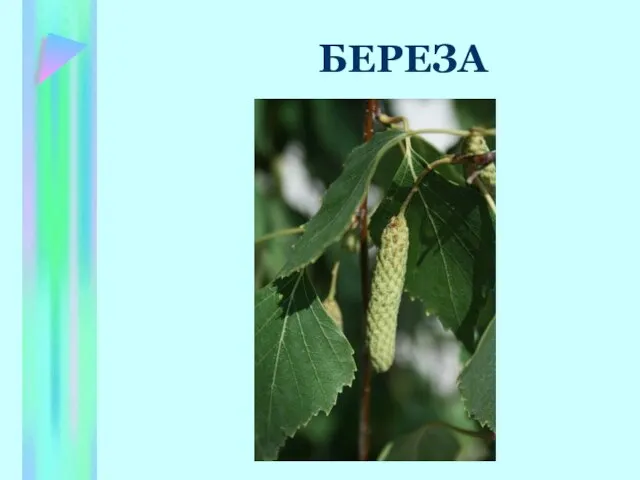 БЕРЕЗА